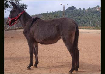 DAMA DE OURO VHC