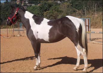 LUA VHC