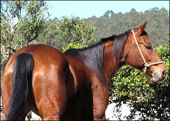 HICKORY LENA