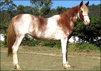 TIGREZA