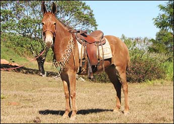 FRONTEIRA