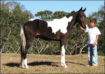 APACHE