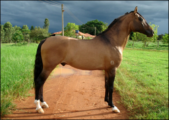 ZAIDAN DE ALDEBARÃ