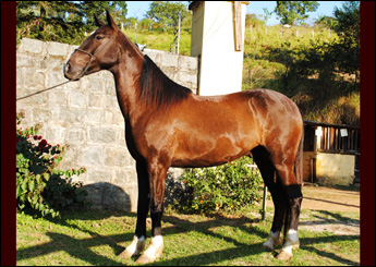 GAVIÃO DO RASF