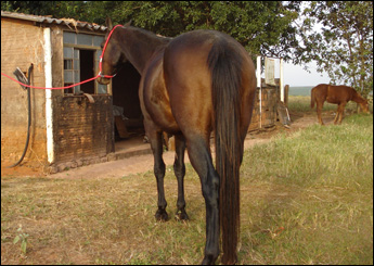 NEGRITA
