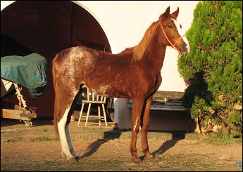 TORNADO DO SADEK