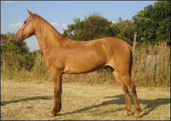 VENTANIA