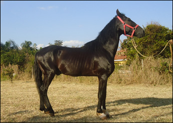 CORROY