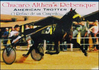 CHUCARO ALTHEA'S REBENQUE
