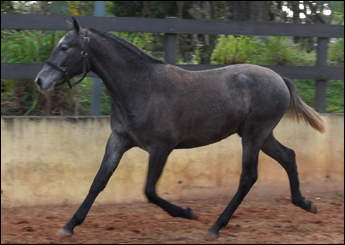 EXPLENDOR AGUILAR