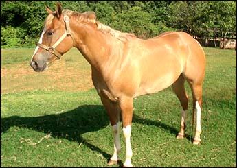 BELA MCCLOUD MG