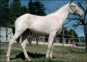ESMERALDA CH