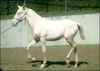 FARAÓ CH