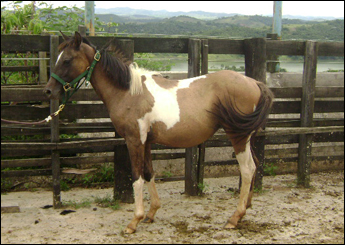 MEIA LUA