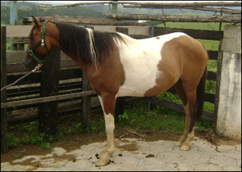 FAISCA