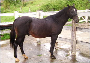 BARON BLACK HRB