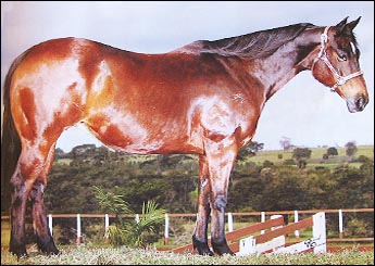 NOTH STAR JZ