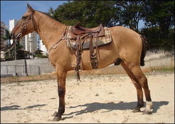 BARÃO DO ZANTUN
