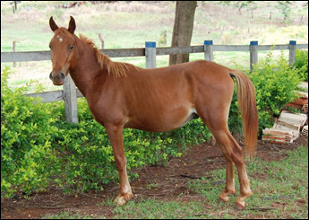 DERBACK