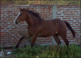 MINOTORO APOLO