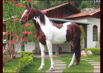 ENIGMA DO NILO