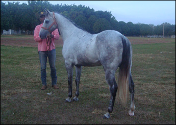 TORDILHO