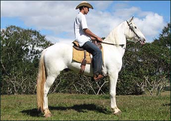 BANDOLEIRO DO BOUGAINVILLE