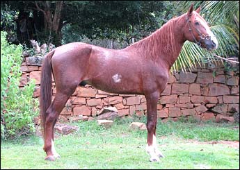 ONDINO
