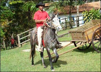 JUAZEIRA TB