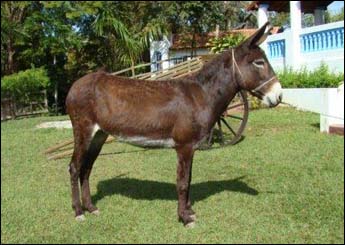FAÍSCA TB