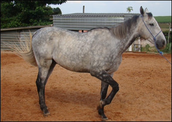 ZIGUIOMAR