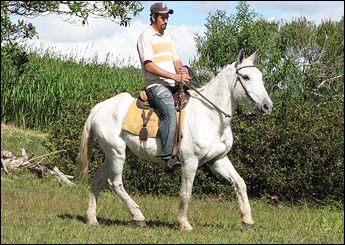 NAPOLEÃO