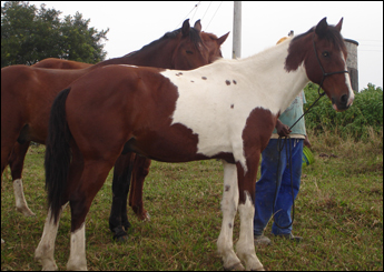 CACIQUE