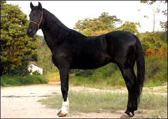 DIVINO