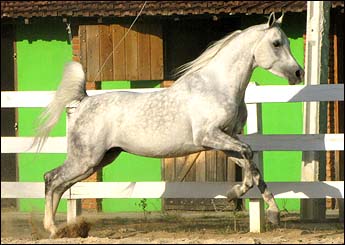 LUTHOR FLY