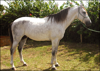 APOLO