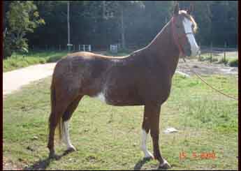 ALEGRIA