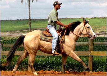 EQUICENTER CHANCES TOO EC