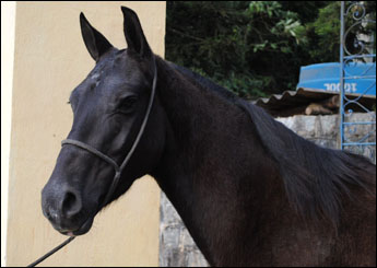 FALCÃO DO RASF