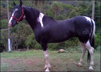 BAMBU DO MAMU