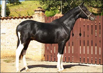 LEOPARDO R.M.