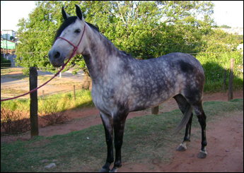 CAXAMBU ZINCA
