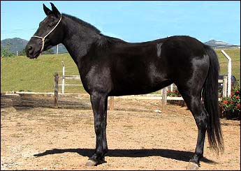 PÉROLA