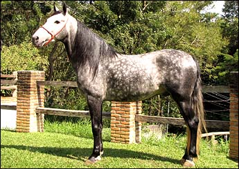 ÍDOLO BAVÁRIA