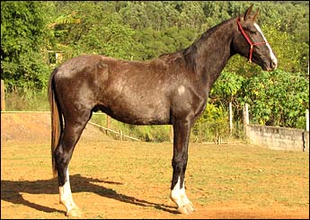 MOLEQUE