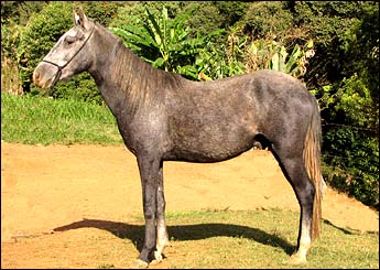XODÓ