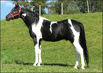 AF BRINDE