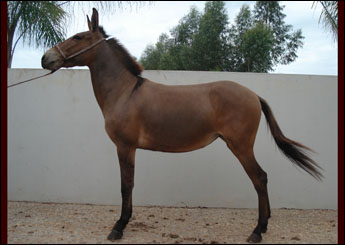 GAROTA RR