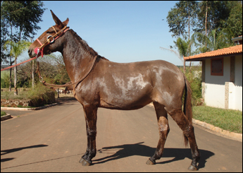 DUQUESA RR