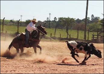 APACHE DO TRINTA E OITO SC